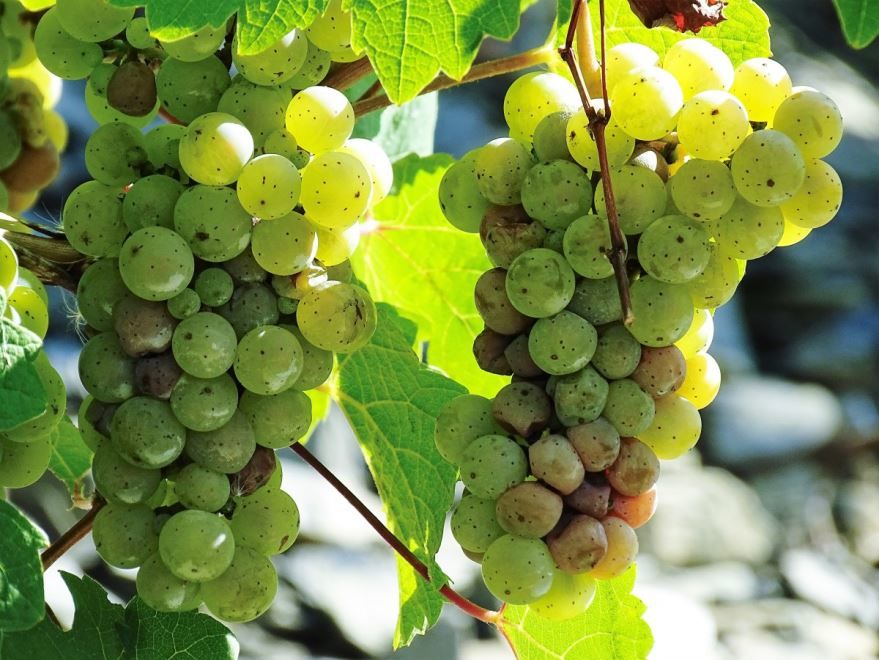 Фото растения – белый виноград для вкусных рецептов