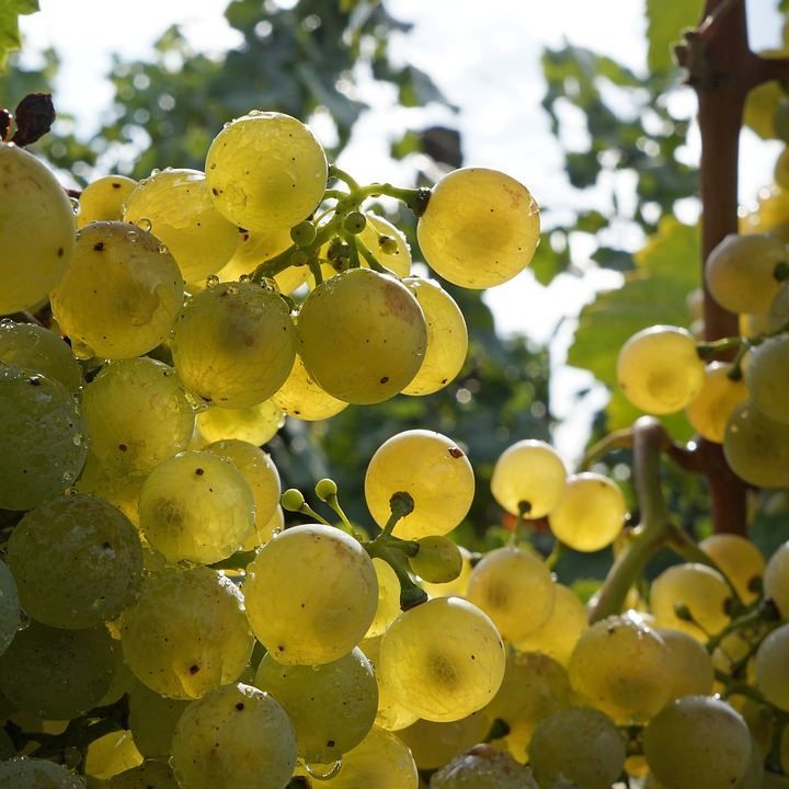Фото домашнего белого винограда для создания вкусного вина