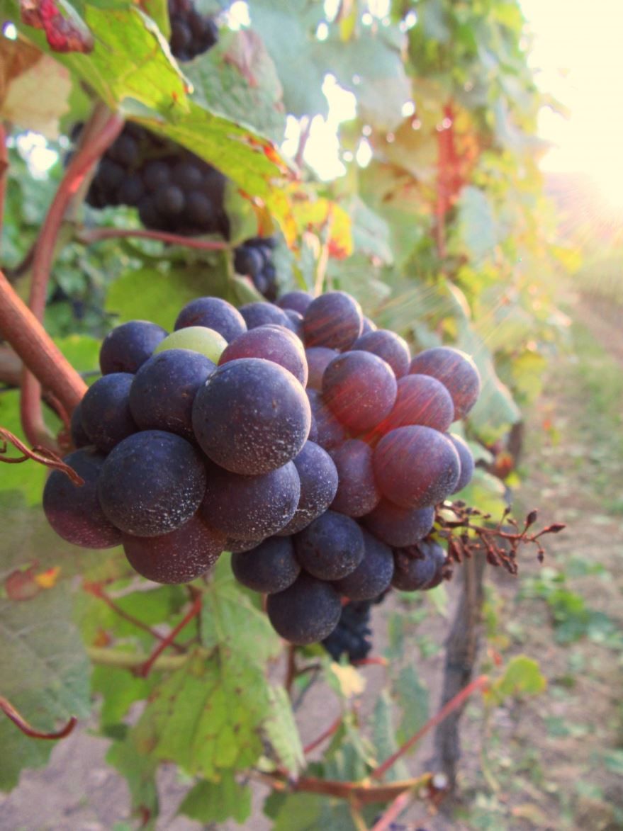 Фото сорта – черный виноград бесплатно