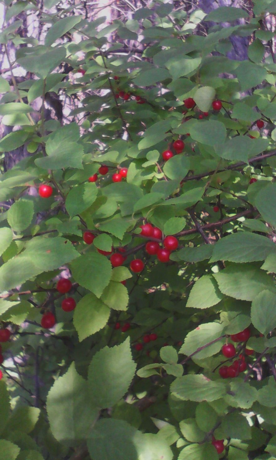 Фото осенней ягоды – войлочная вишня
