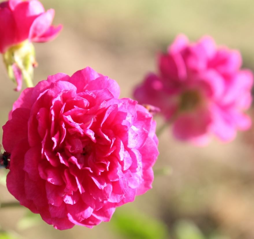 Фото розовых цветов гвоздики онлайн