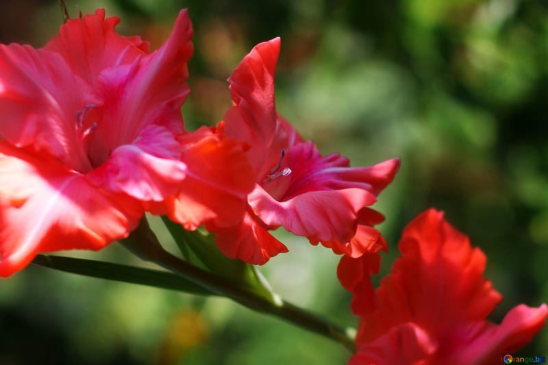 Фото осенних, домашних цветов гладиолуса 