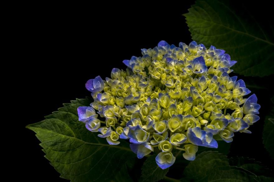 Фото осеннего растения гортензии бесплатно