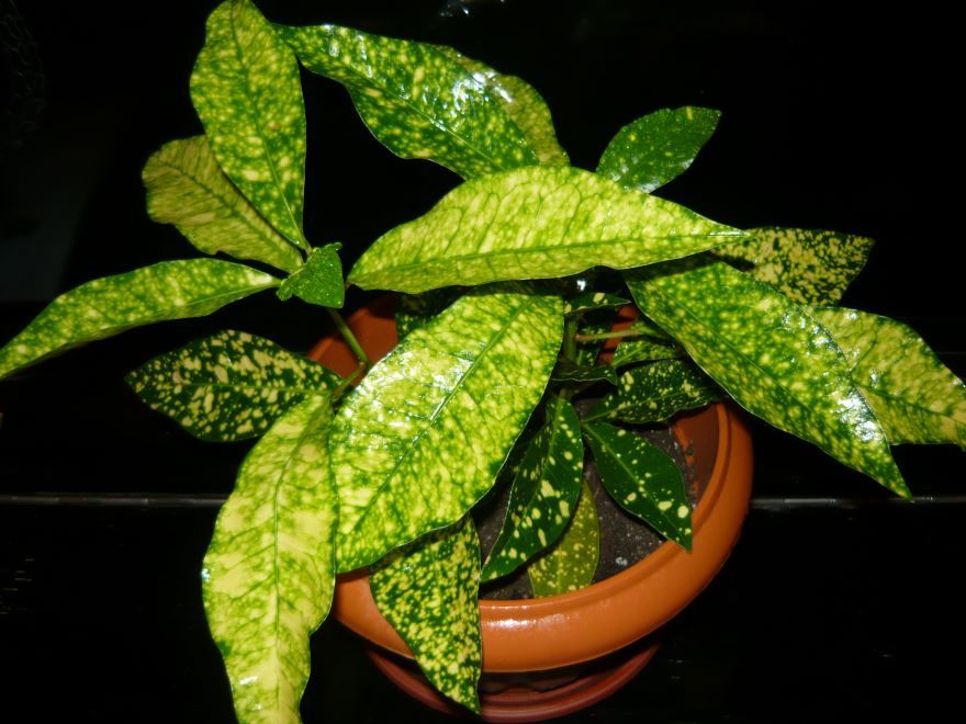 Смотреть фото растения кодиеум в домашних условиях