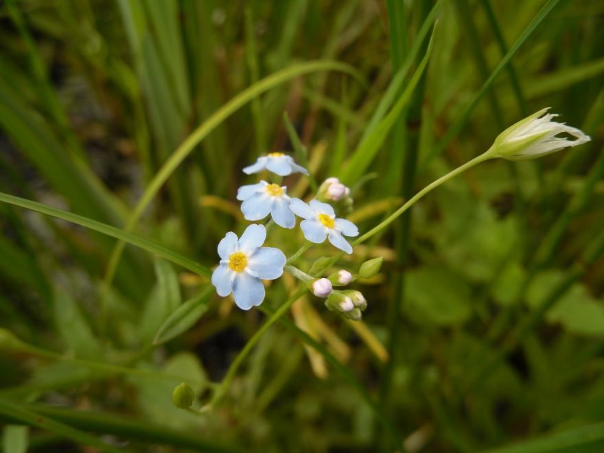Смотреть лучшие фото красивых цветков растения незабудки онлайн