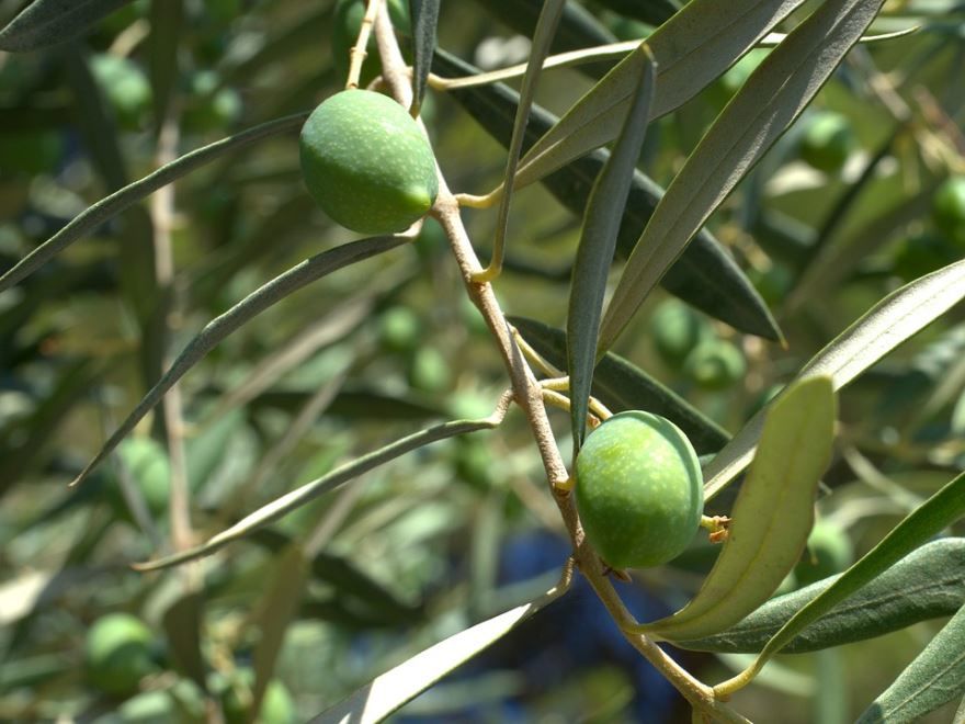 Смотреть фото олив, из которого делают оливковое масло