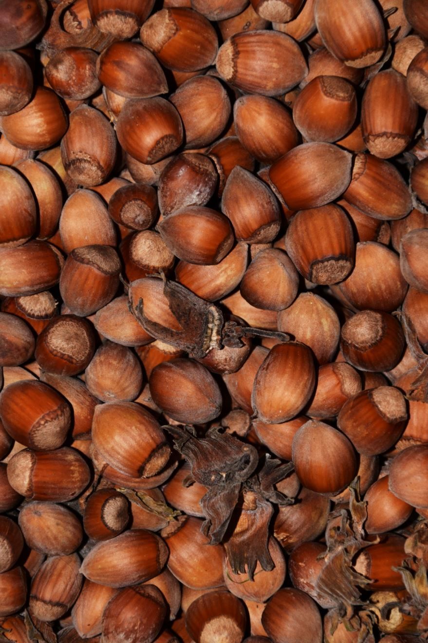 Смотреть фото лесного ореха – фундука, несущего пользу и вред человеку