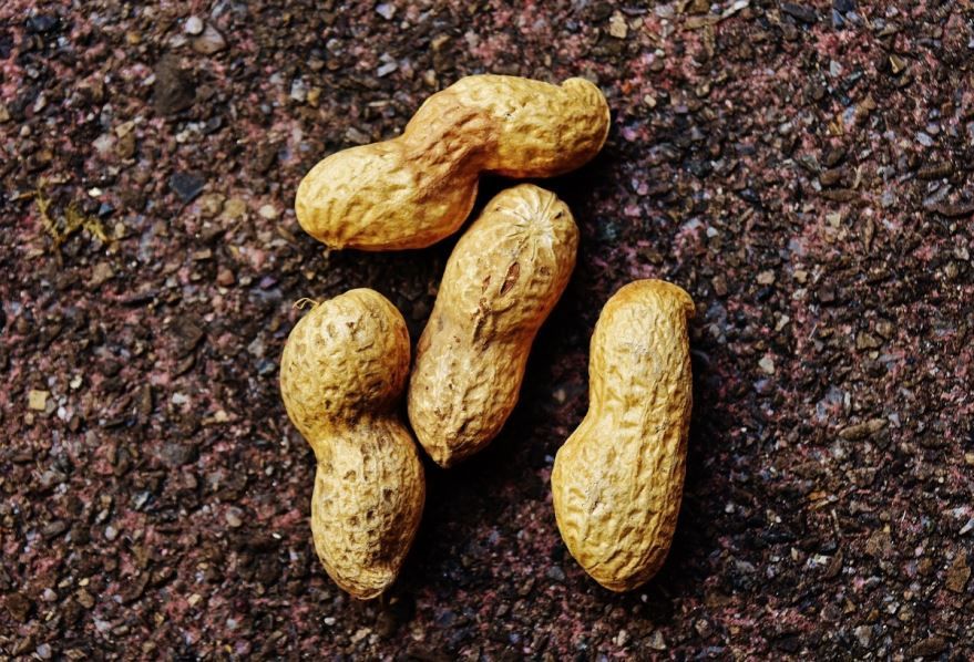 Смотреть фото ореха – арахис, несущего пользу и вред человеку