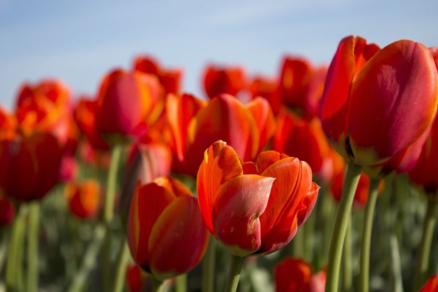 Фото и картинки домашних цветов тюльпанов онлайн