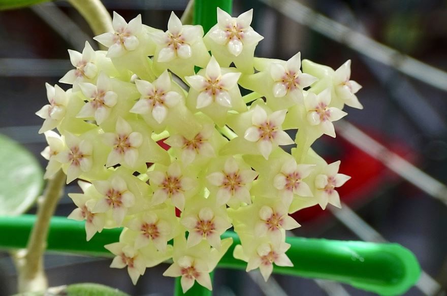 Скачать фото цветков растения хойя онлайн