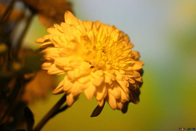Смотреть фото цветов хризантемы, выращенной в домашних условиях