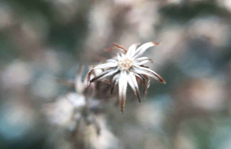 Смотреть фото многолетнего растения – эдельвейс