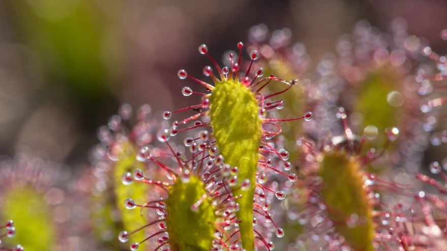 Бесплатные фото и картинки хищного растения росянка для детей