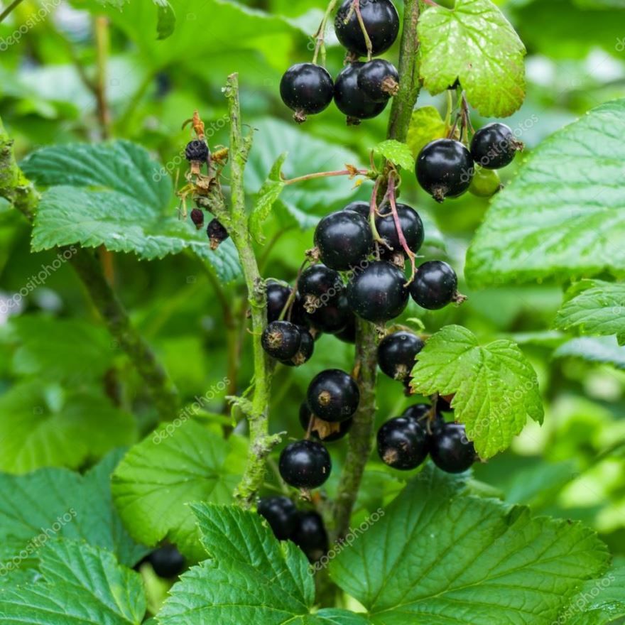 Бесплатные фото куста черной смородины с ягодами и листьями онлайн