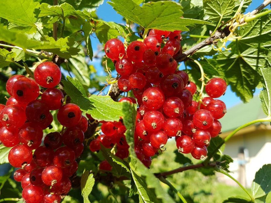 Бесплатные фото куста красной смородины с ягодами и листьями онлайн