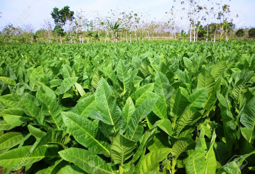 Фото растения табак домашний с листьями, посадка в открытый грунт бесплатно