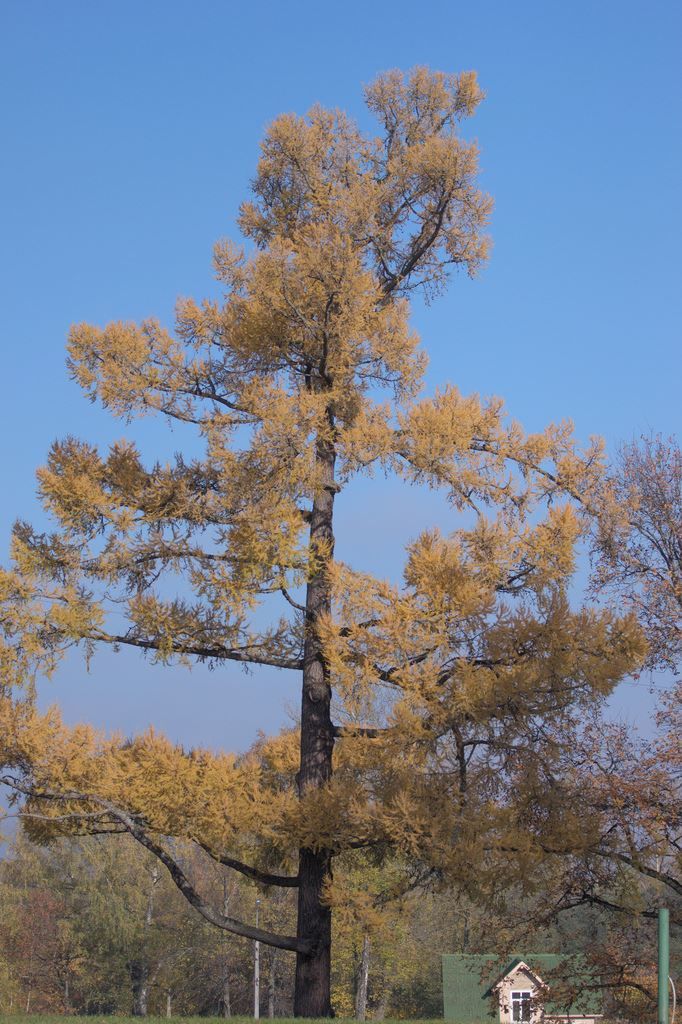 Смотреть фото дерева европейской лиственницы, используемого для получения бруса и досок