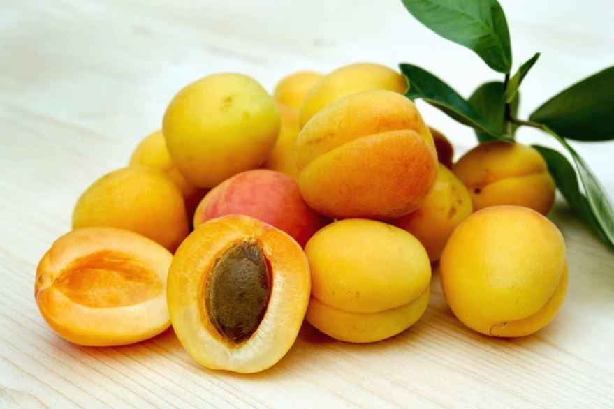Лучшие фото и картинки осенних плодов дерева – абрикоса