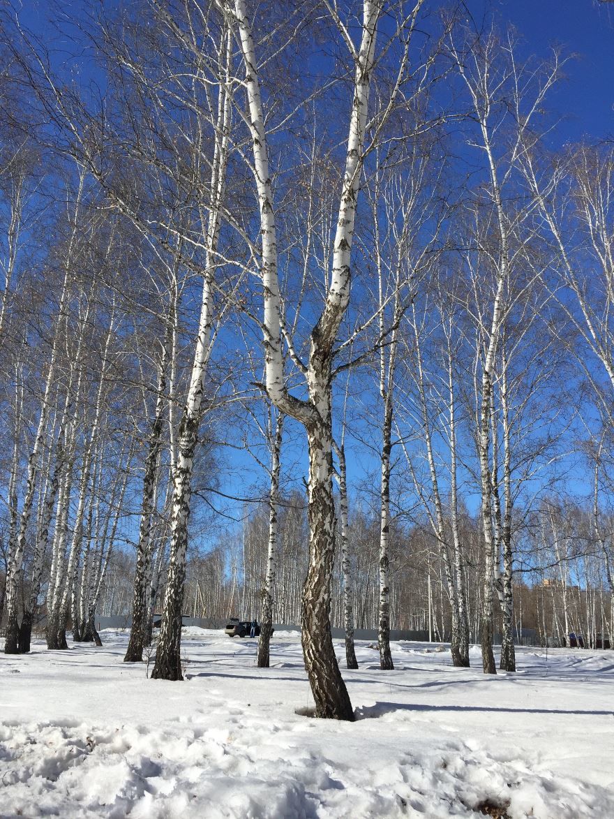 Купить фото русского дерева – березы, стоящей во поле? Скачайте бесплатно