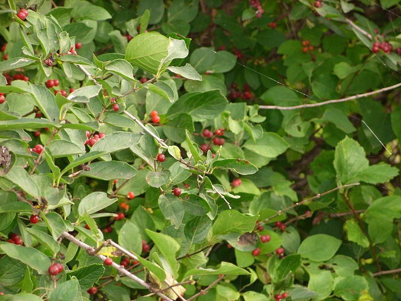 Смотреть фото волчьей ягоды, обладающей пользой и вредом бесплатно