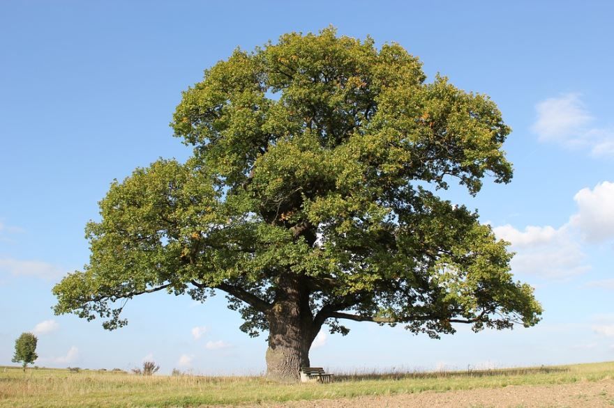 Смотреть фото и картинки дерева дуба с листьями бесплатно