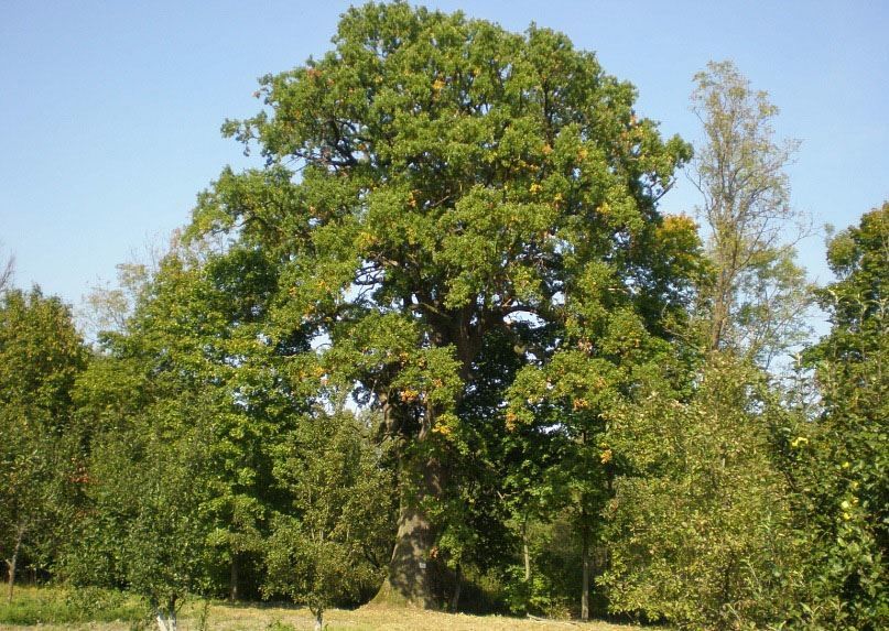 Купить фото русского дерева – дуба, из басни Крылова? Скачайте бесплатно