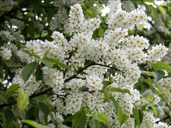 Фото красивых, русских цветков белой черемухи бесплатно