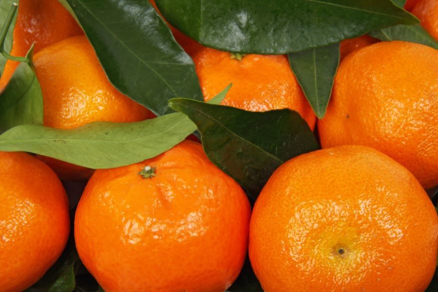 Купить фото домашних мандаринов – новогодних семечек? Скачайте бесплатно