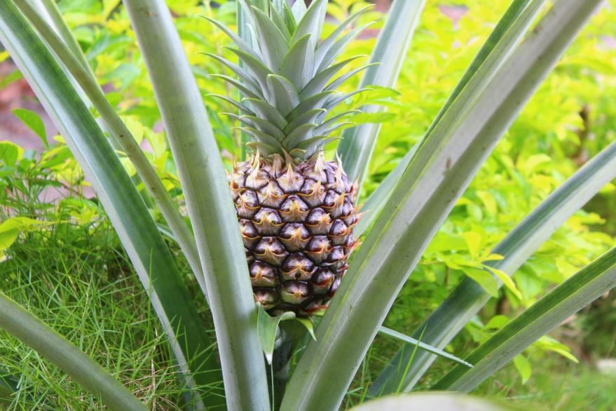 Смотреть фото фрукта ананаса для приготовления вкусных блюд в домашних условиях
