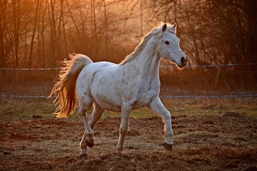 Фото про домашних животных - лошадь