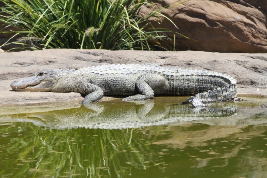 Рептилии фото крокодил