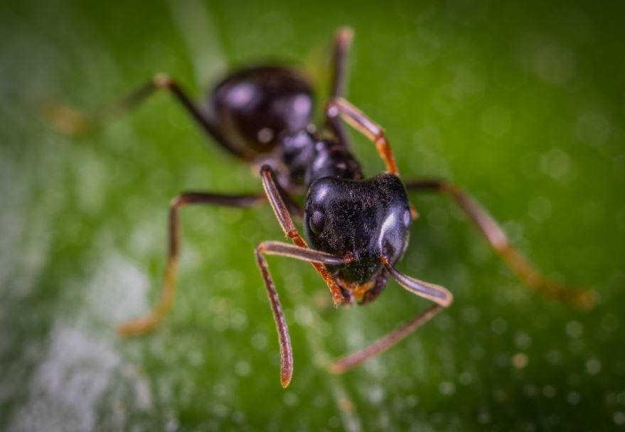 Насекомое муравей фото