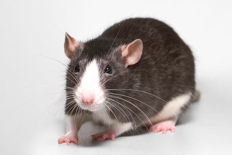 2024 год какого животного по гороскопу - год крысы