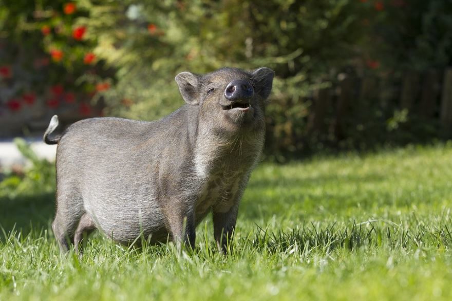 2031 год какого животного по гороскопу - год свиньи