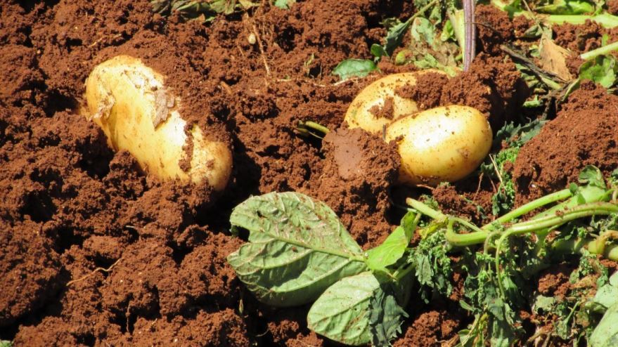 Культурные растения названия - картофель