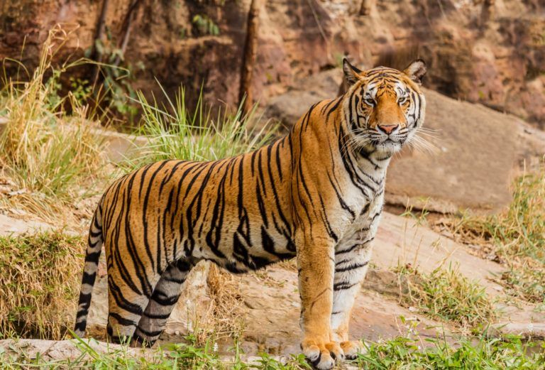 Китайский календарь 2022 год какого животного? Водяного тигра