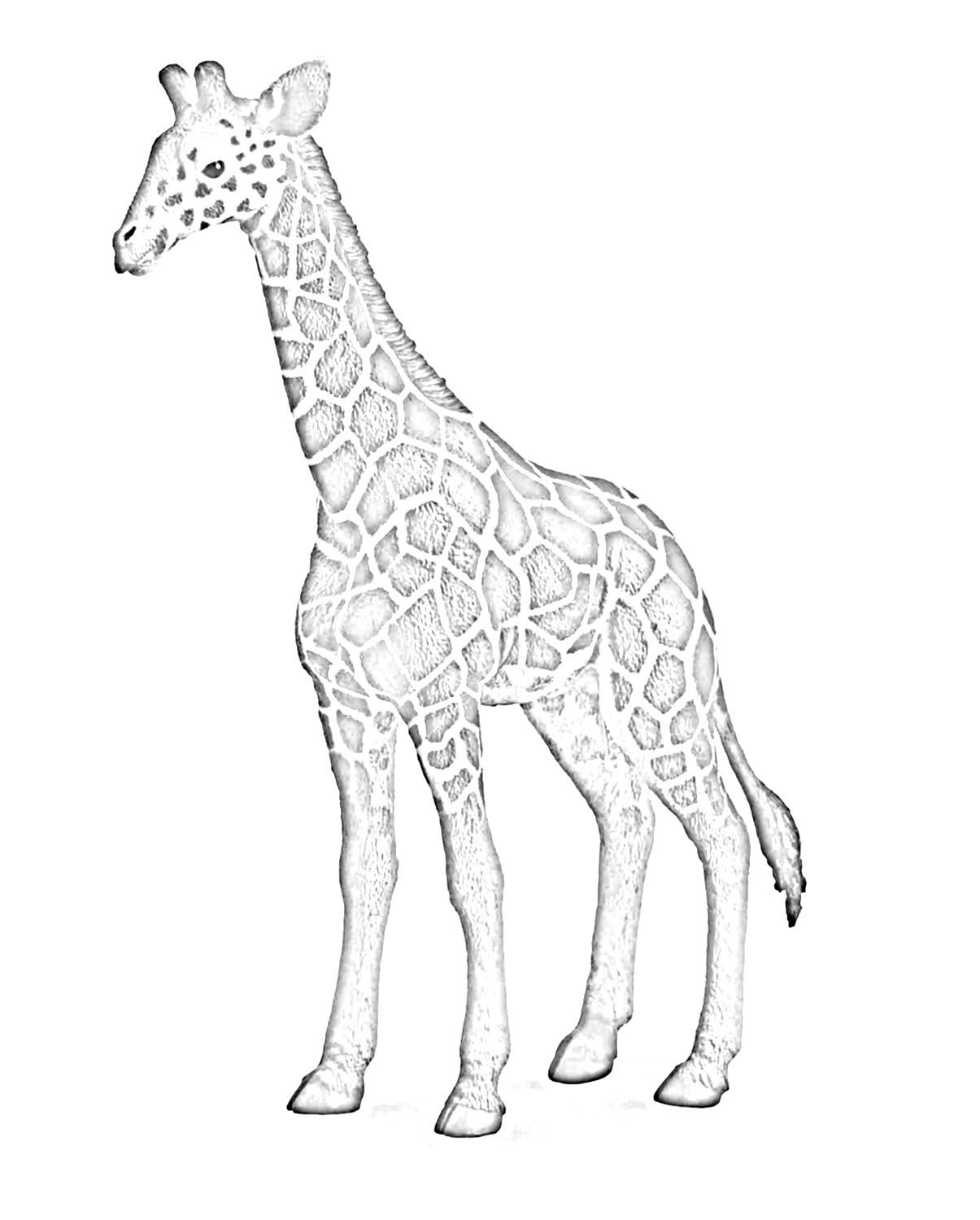 Жираф картинка дикого животного