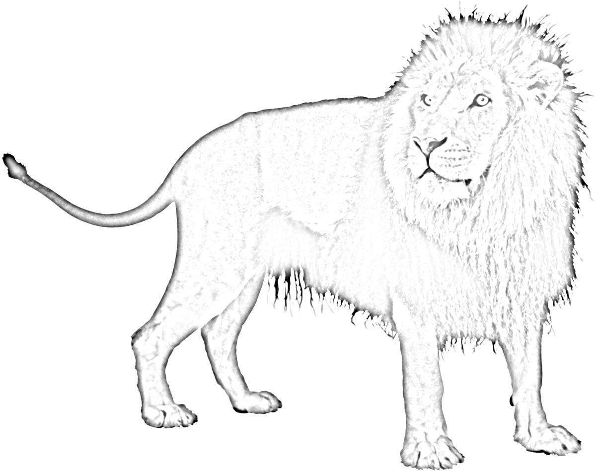 Картинка лев - дикое, хищное животное