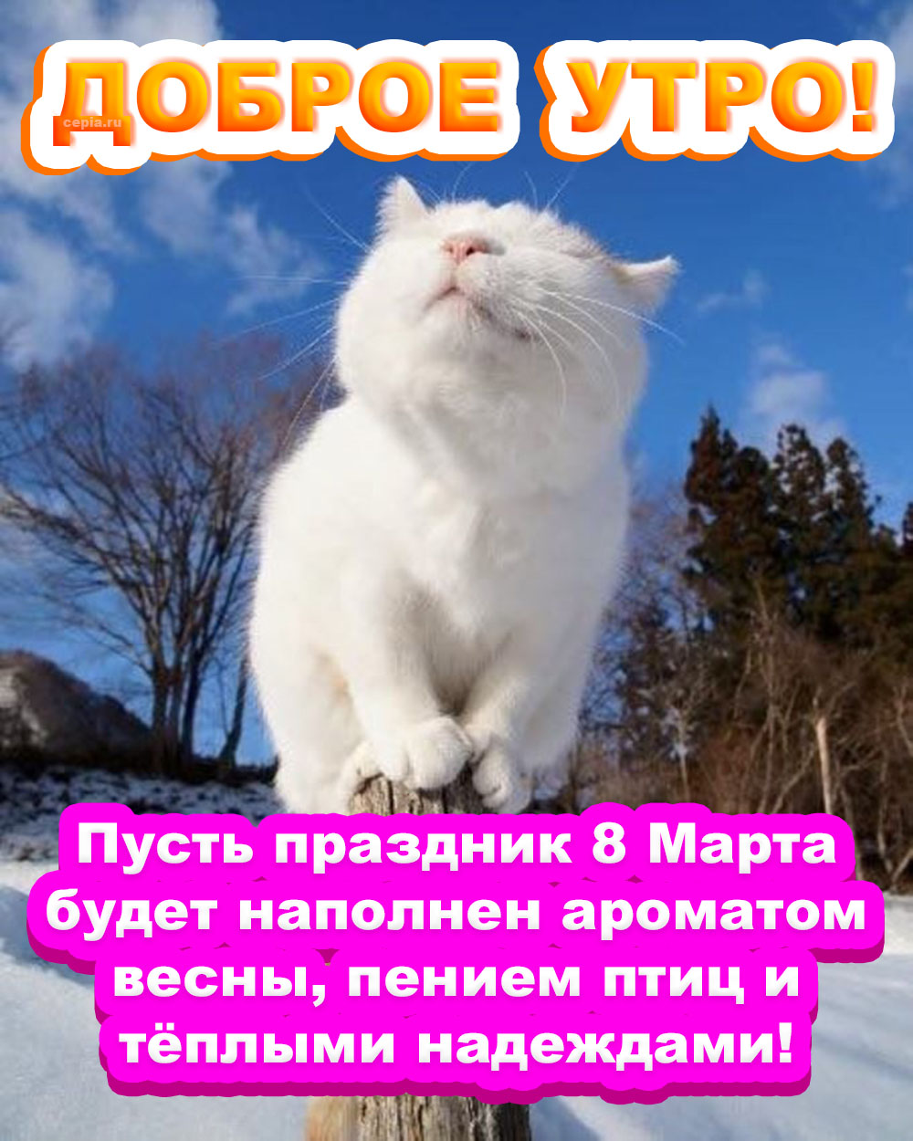 Доброе утро! Котик с картинки поздравляет вас с 8 марта и желает, чтобы этот день был наполнен ароматом весны, пением птиц и теплыми надеждами!🤩