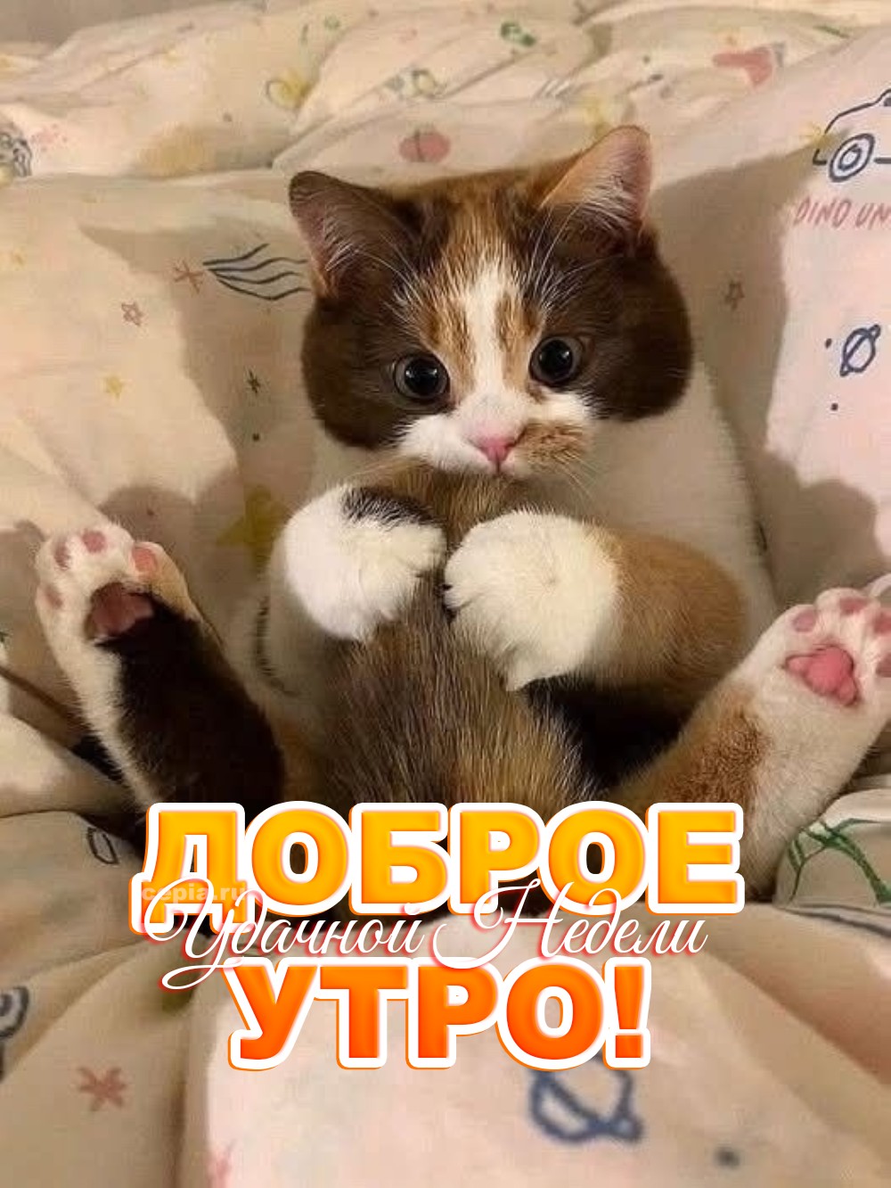🎉