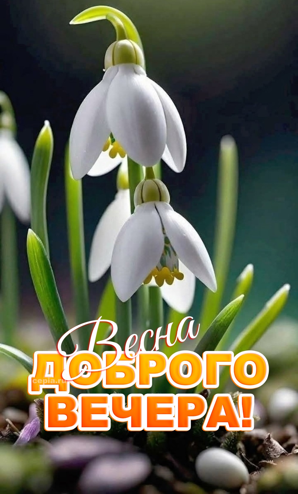 🤩 Желаю, чтобы в этот весенний вечер ты смог услышать тишину и спокойствие, так необходимые для души