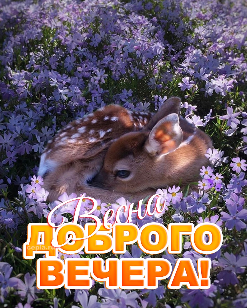 😃 Добрый Весенний Вечер! 250+ новых красивых пожеланий в картинках и  открытках