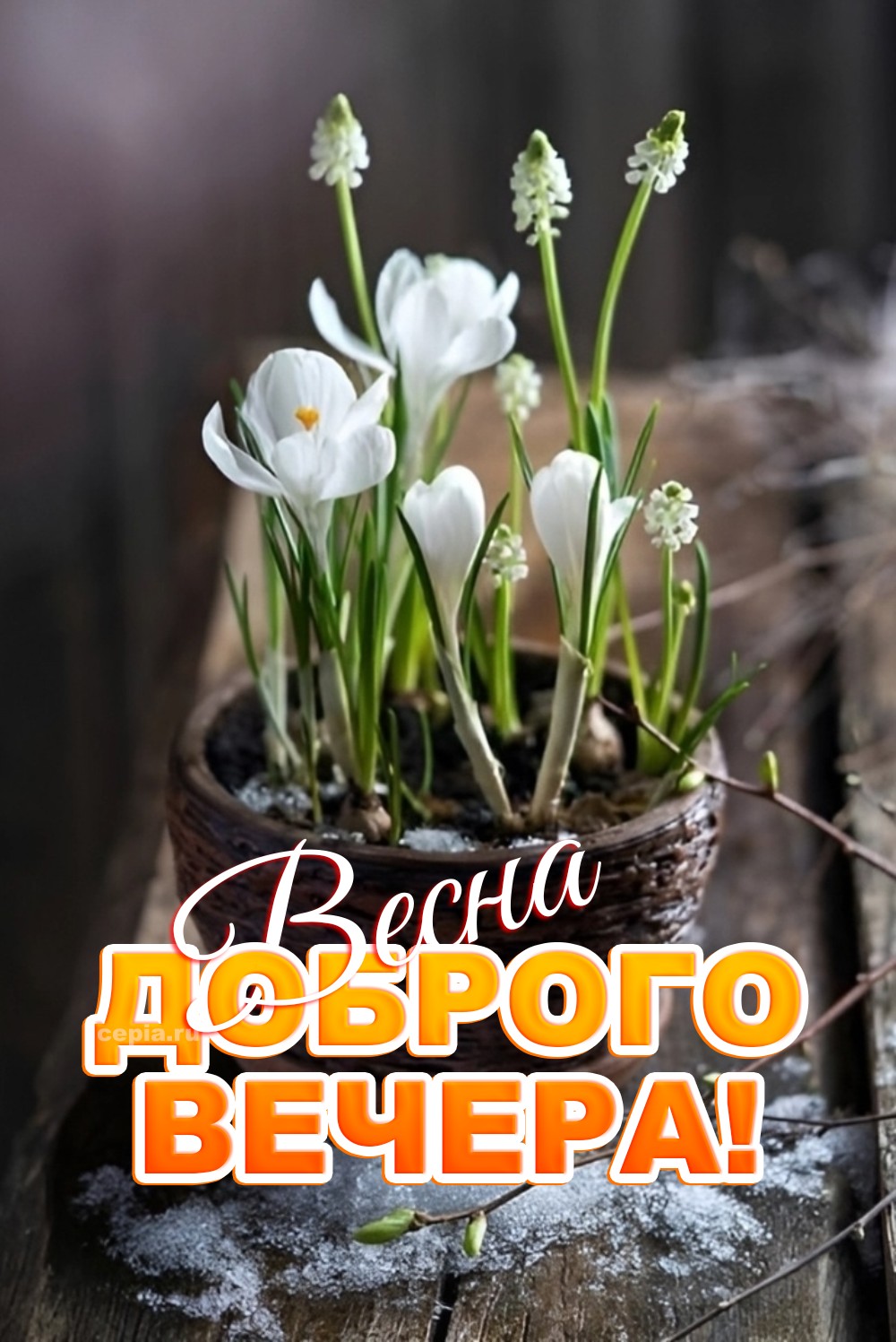 🤩 Желаю, чтобы каждый момент этого вечера был наполнен теплом и нежностью, как первый лепесток весеннего цветка