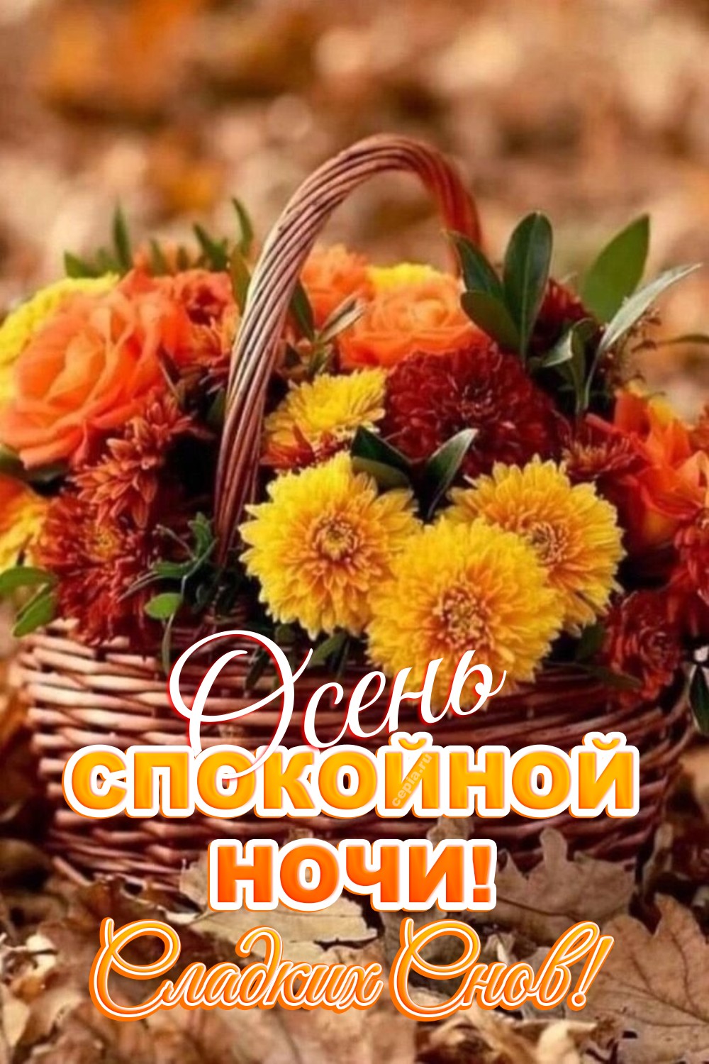 🎉 Желаю, чтобы осенняя тишина принесла в твой дом покой, а ночь согрела душу и подарила крепкий сон