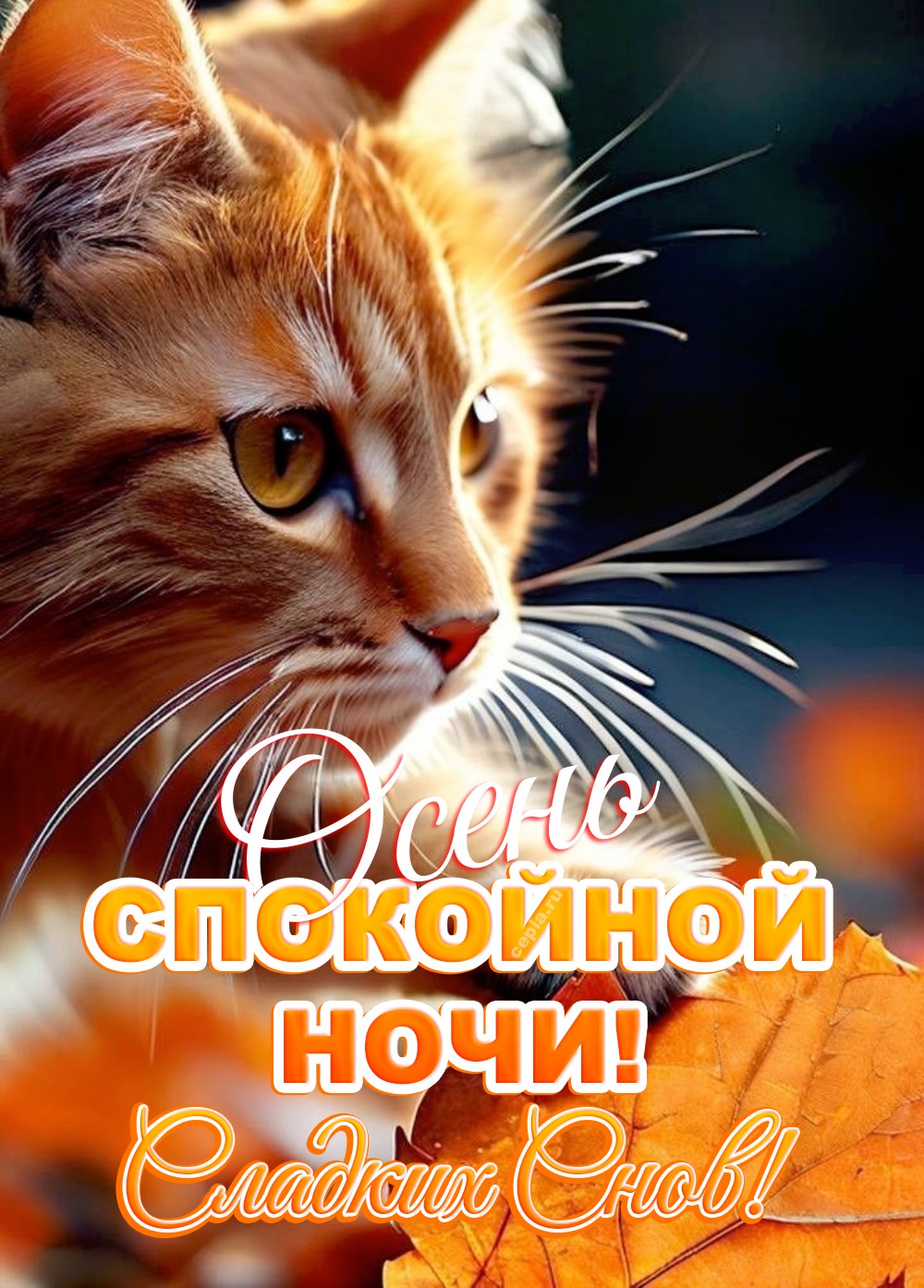 🤩 Желаю, чтобы осенний вечер подарил тебе радость, а ночь — крепкий и спокойный сон