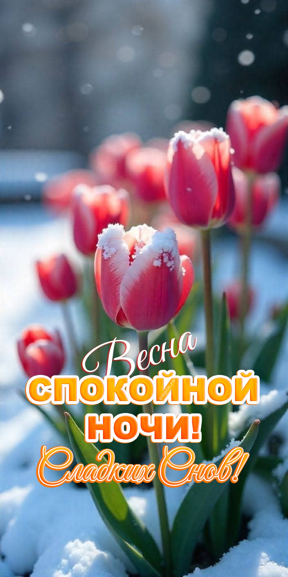 😊 Желаю, чтобы весенний шелест листвы за окном сопровождал тебя в мир самых светлых снов и добрых мыслей