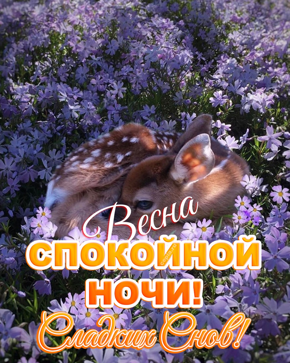 😊 Спокойной весенней ночи! Пусть нежный аромат цветущих садов принесет тебе самые добрые и светлые сны, а сердце наполнится умиротворением и радостью