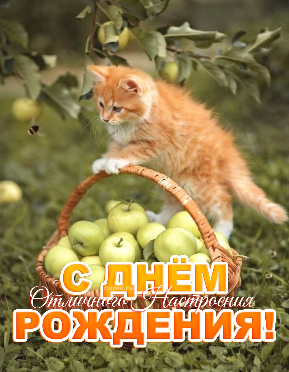 🤩 С Днем Рождения! Пусть каждый день будет вкуснее шаурмы в 3 часа ночи