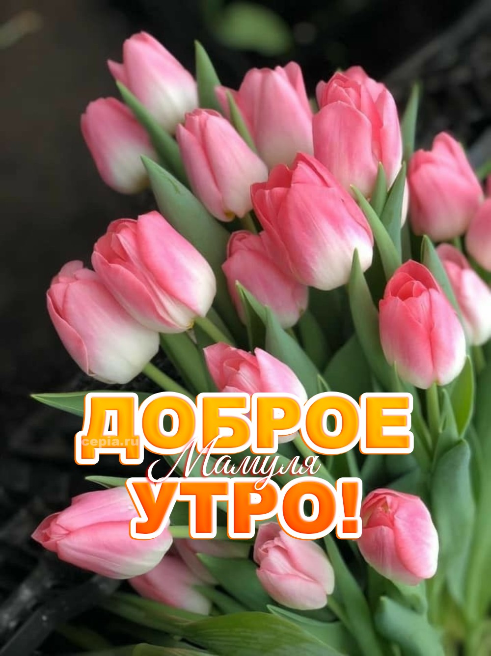 🤩 Проснись и улыбнись, родная! Пусть это утро подарит тебе прилив сил, которых хватит на все твои бесконечные добрые дела, и немного волшебства, которое превратит обычный день в маленький праздник