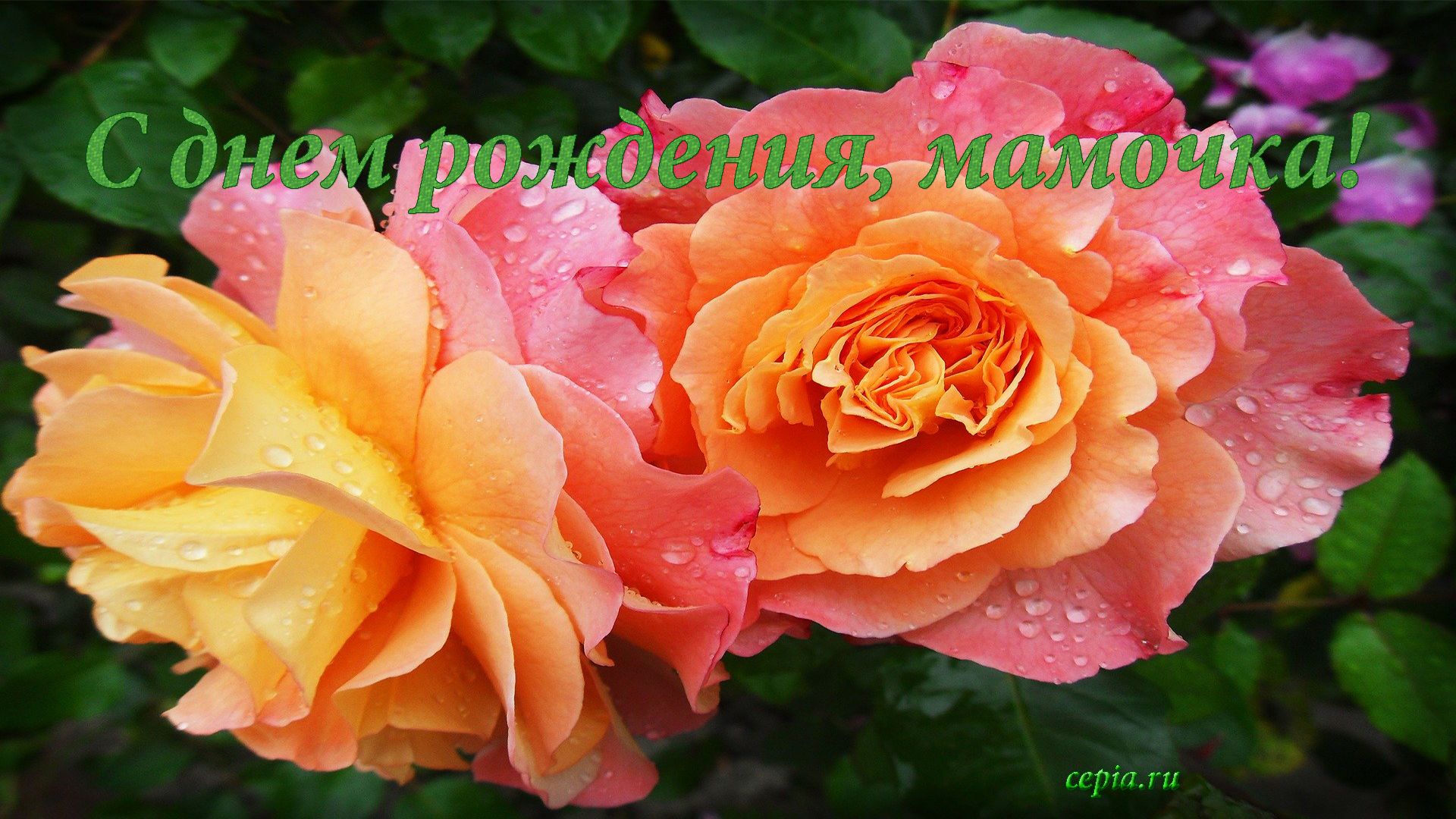 Розы для любимой мамочки